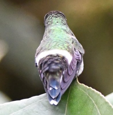 Female Green Thorntail