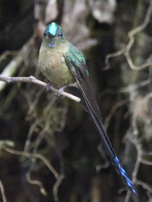 Male Violet-tailed Sylph showing some forehead color