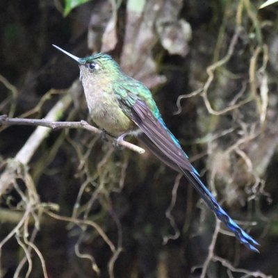 Male Violet-tailed Sylph