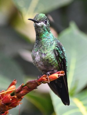 Female Green-crowned Brilliant