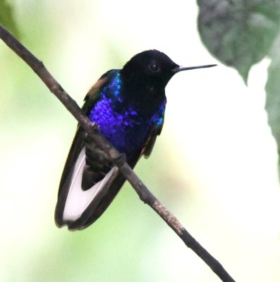 Velvet-purple Coronet