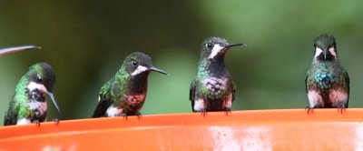A row of Green Thorntails at a feeder
