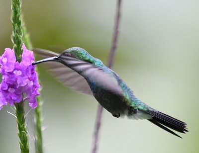 Blue-chested Hummingbird