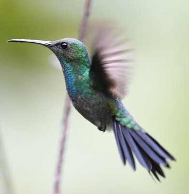 Blue-chested Hummingbird