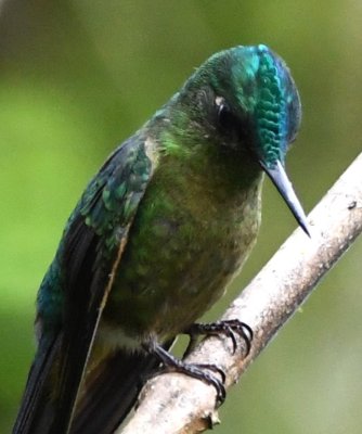 Close-up of crown of Violet-tailed Sylph