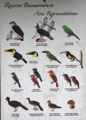 Second sign of birds at Buenaventura Reserve