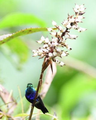 Violet-bellied Hummingbird on a flower