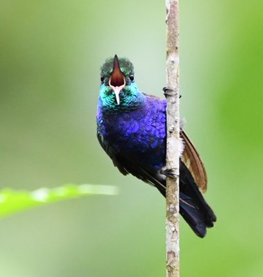 Violet-bellied Hummingbird with mouth open