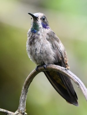 Brown Violetear