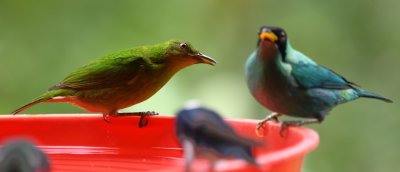 Female and male Green Honeycreepers