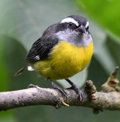 Bananaquit