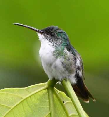 What bird is this? Female Violet-bellied Hummingbird?