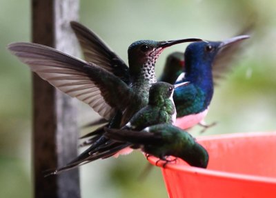 Green Thorntails, Green-crowned Brilliant and White-necked Jacobin