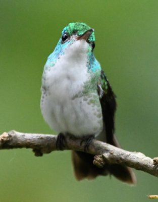 Andean Emerald