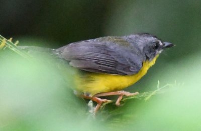 Grey-and-gold Warbler