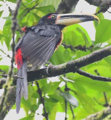 Pale-mandibled Aracari