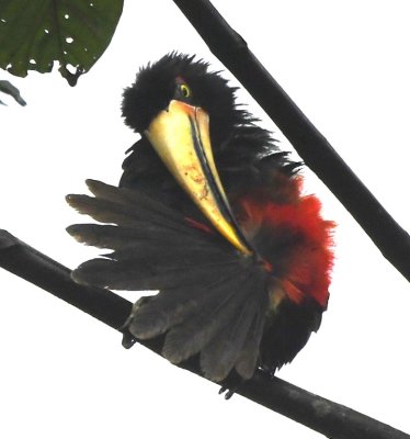 Pale-mandibled Aracari