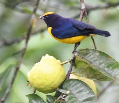 Thick-billed Euphonia