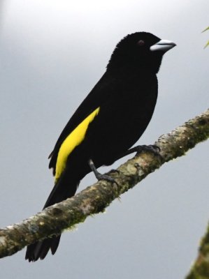 Male Flame-rumped Tanager