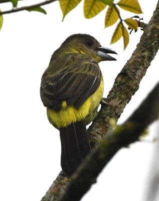 Female Flame-rumped Tanager