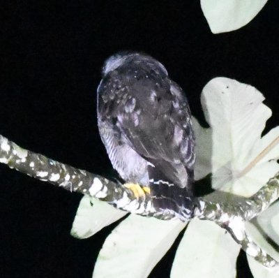 At supper, one of the staff let Lelis know this Black-and-White Owl was in a tree behind the kitchen.