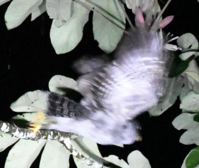 Black-and-White Owl taking flight