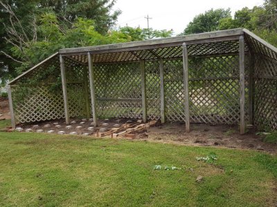 I had pulled grass and weeds, sprayed Round-up, and transplanted some of the things growing under the trellis, before I started the deck project.