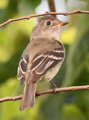 Photo 7/30/2018