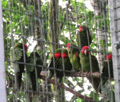It was housing several Red-Masked Parakeets we learned later had been rescued from a hotel (we think--our memories are cloudy here) after a hurricane and were being rehabilitated for possible release.