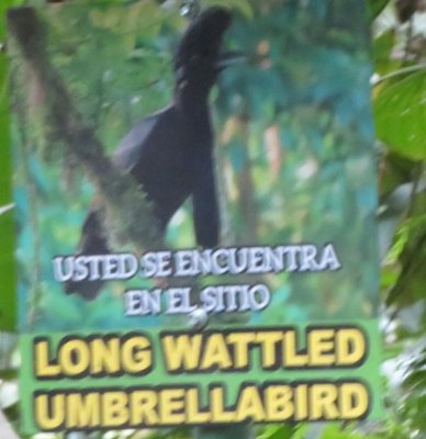 You are at the site of the Long-wattled Umbrellabird