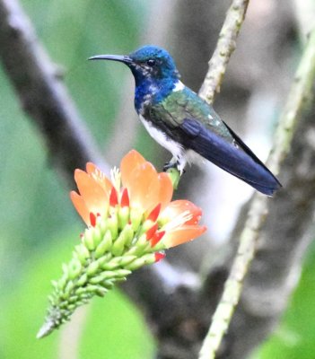 After our 5:30 breakfast, we started birding from the deck. Several of the birds, like this male White-necked Jacobin, liked these orange flowers.