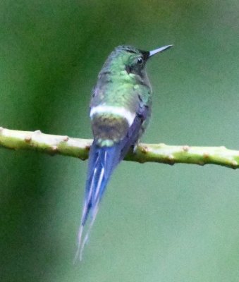 Male Green Thorntail