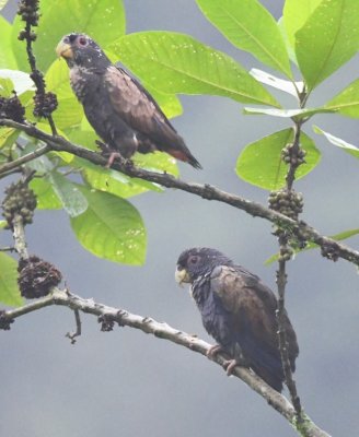 Bronze-winged Parrots