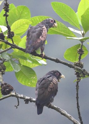 Bronze-winged Parrots