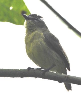 Brown-capped Tyrannulet