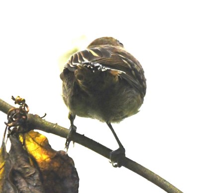 Female Black-crowned Antshrike