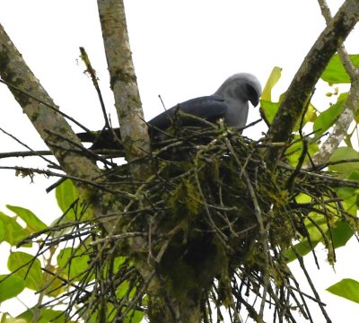 Plumbeous Kite on its nest