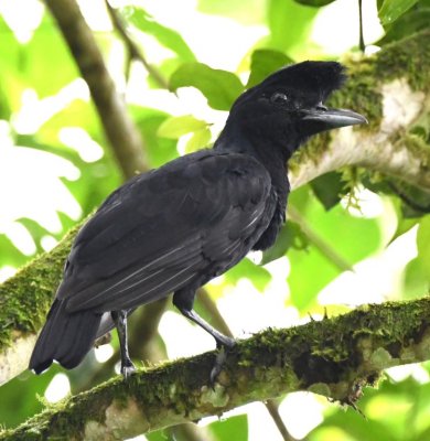 Female Long-wattled Umbrellabird