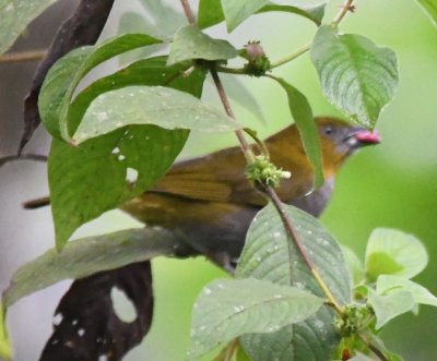 Yellow-throated Bush-Tanager?