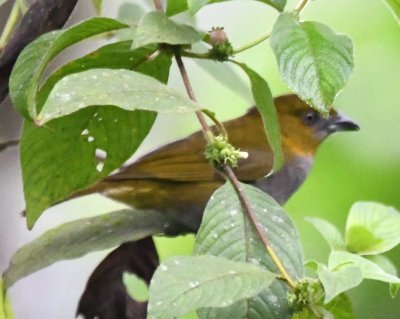 Yellow-throated Bush-Tanager?
