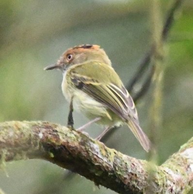 Scale-crested Pygmy-Tyrant