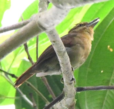 Russet Antshrike