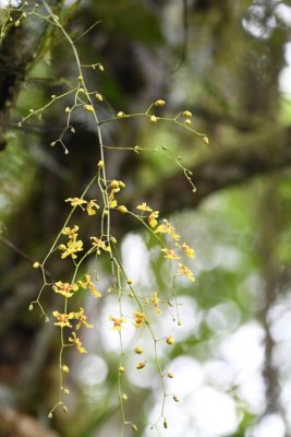 Small yellow orchid hanging over the road