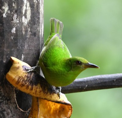 Back at the lodge, we saw this female Green Honeycreeper on a banana.