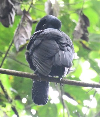 And here it is, the male Long-wattled Umbrellabird.