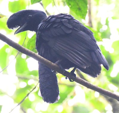 Male Long-wattled Umbrellabird