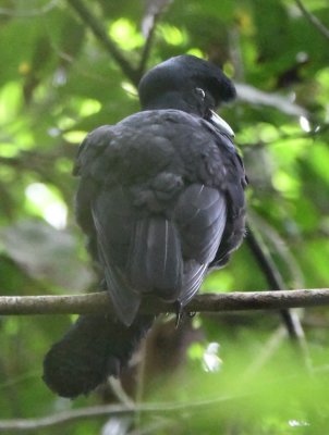 Male Long-wattled Umbrellabird