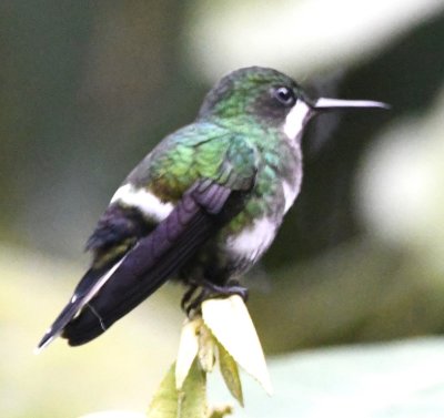 Back at the van, this female Green Thorntail was hovering around a floral decal on the back of the van.