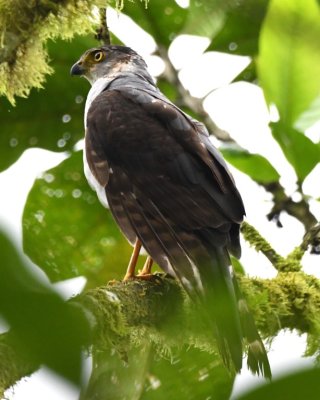 There was also a Bicolored Hawk in the trees nearby.