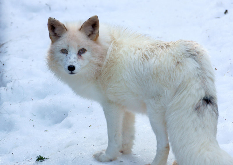 DSC01439 - Arctic Fox in Winter